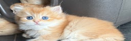 British Longhair cats for sale: New Litters Available GCCF reg BLH Golden Kitten - Advert 28