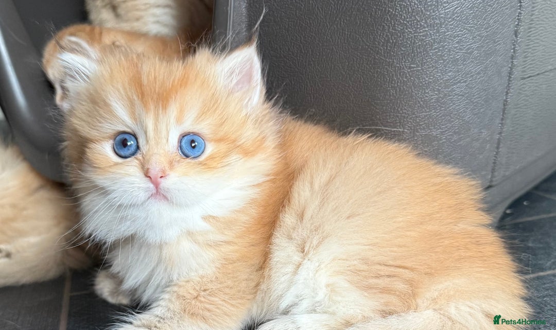 British Longhair cats for sale: GCCF reg BLH Chocolate Golden Blue/Green/Odd Eyes - Image 1