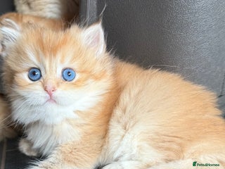 British Longhair cats - Advert 32