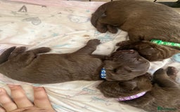 Mixed Breed dogs for sale: Beautiful Family-Raised Sheprador Puppies - Image 7