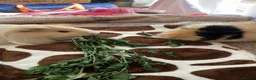 Guinea Pig rodents for sale: 2x female guinea pigs with set-up in Bristol - Advert 2