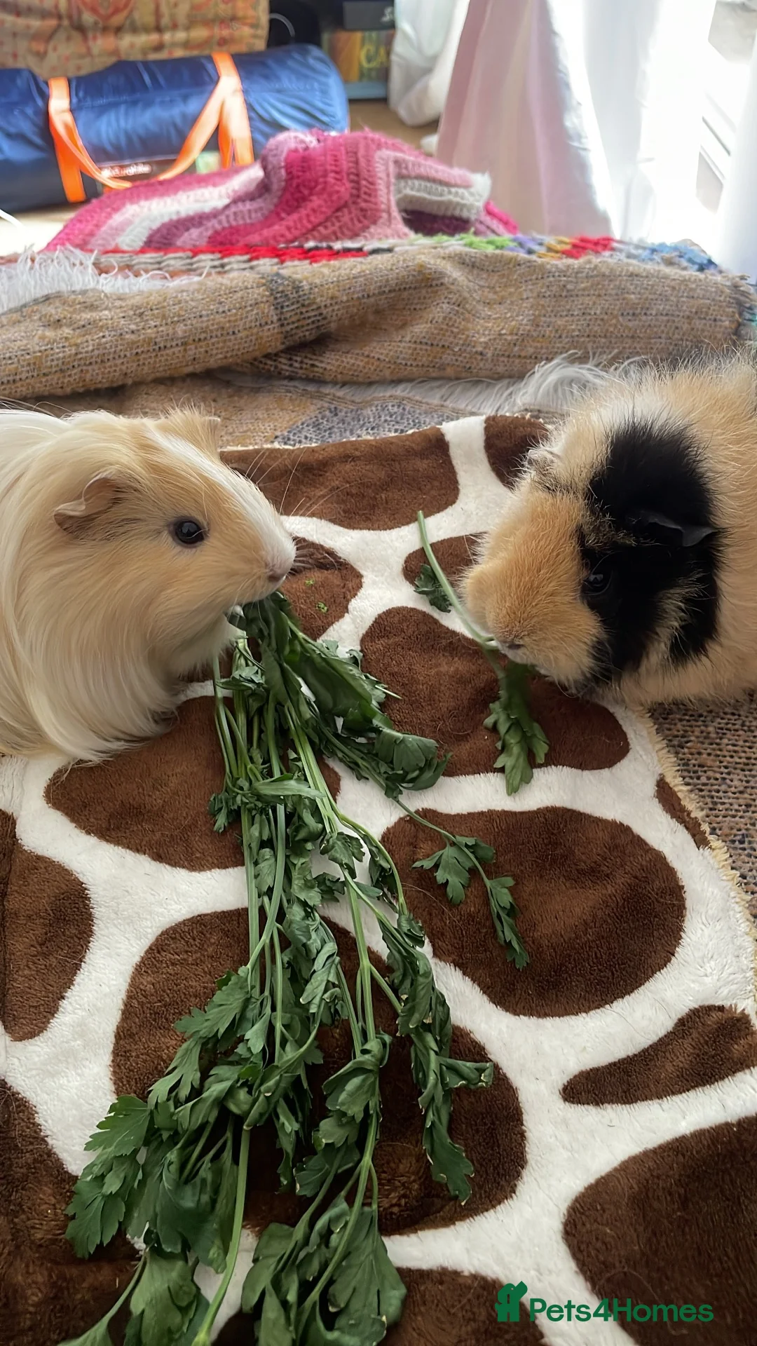 Guinea Pig rodents for sale: 2x female guinea pigs with set-up in Bristol - Advert 2
