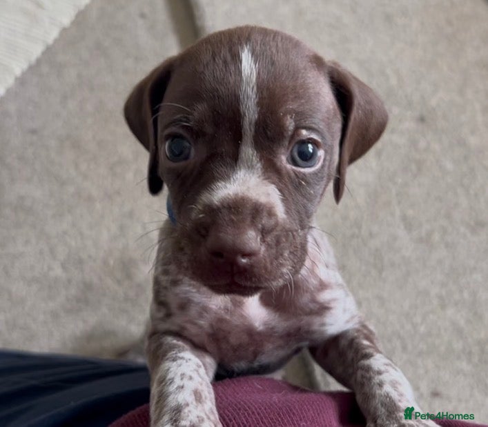 German Shorthaired Pointer dogs Pure KC GSP Puppies for sale! (1 boy left!) - Advert 1