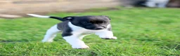 Mixed Breed dogs for sale: 🐾 Whippet × Lurcher Puppies 🐾 - Advert 8