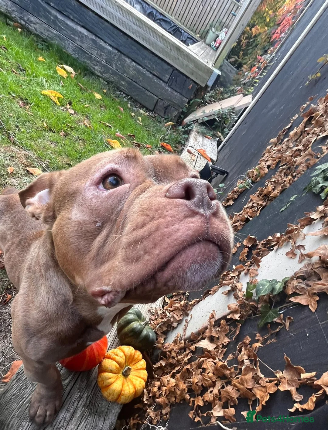 Mixed Breed dogs for adoption: Libby - American Pocket Bully for Adoption in Bristol - Advert 2