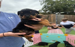 Rottweiler dogs for sale: Rottweiler puppies  - Image 14