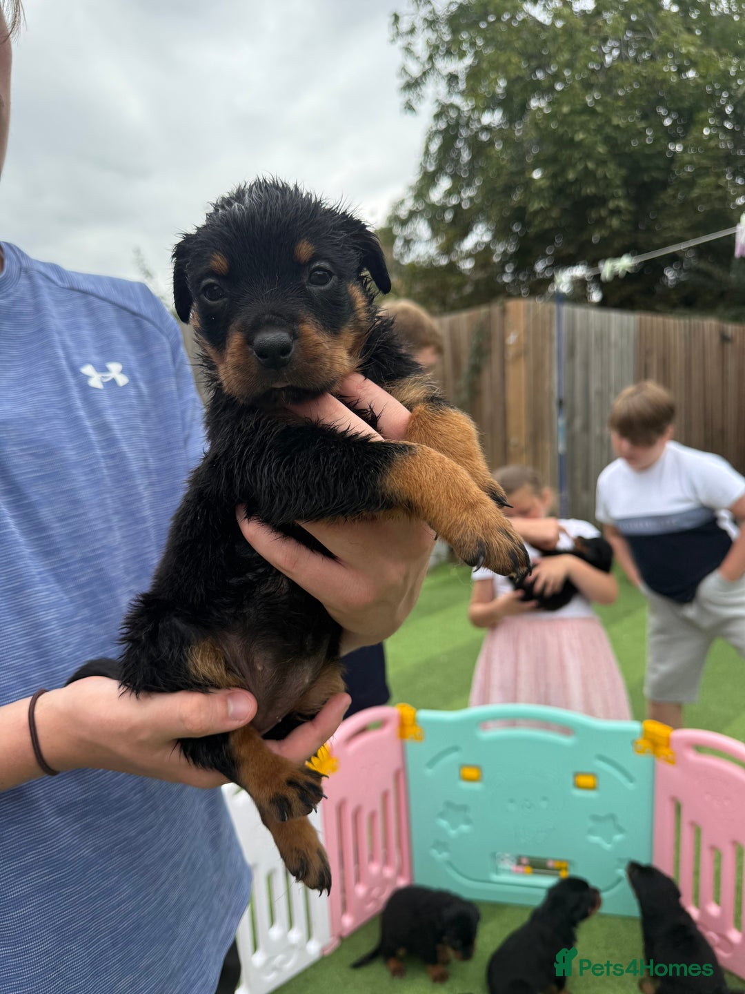 Rottweiler dogs for sale: Rottweiler puppies  - Image 14