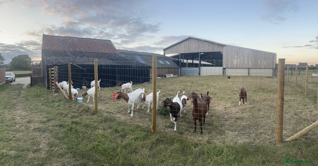 Goats livestock for sale: Boer Kids - This year   - Image 1