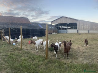 Goats livestock - Advert 10