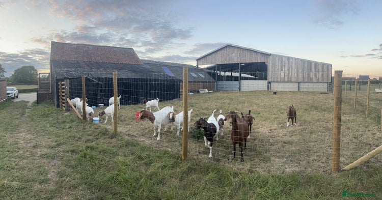 Goats livestock - Advert 2