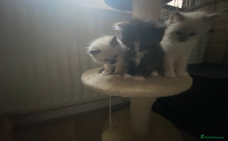 Ragdoll cats - Advert 1