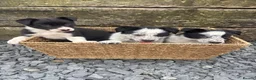 Border Collie dogs for sale: Border Collie Puppies - Advert 7