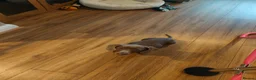 Dachshund dogs for sale: Cute little dachshund girl - Advert 10