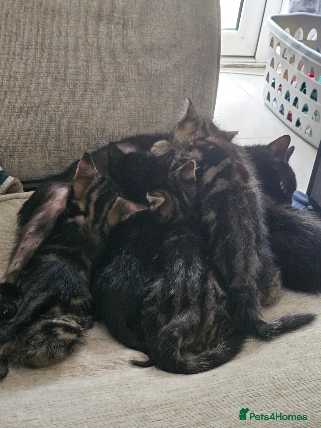 Mixed Breed cats for sale: 9 Kittens For Sale - Advert 2