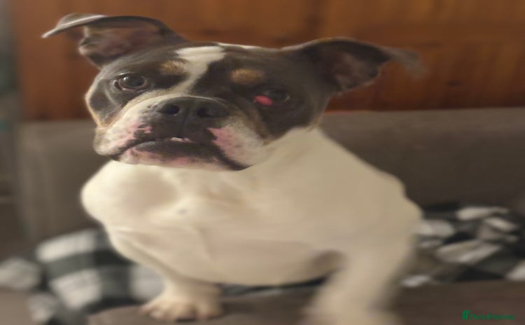 Old Tyme Bulldog dogs - Advert 2