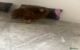 Pomeranian dogs for sale: 3 beautiful Pom - Image 7