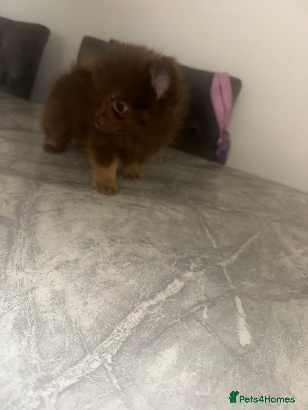 Pomeranian dogs for sale: 3 beautiful Pom - Image 7