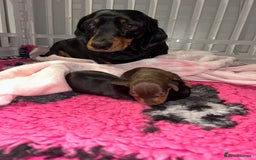 Miniature Dachshund dogs for sale: Black/tan female miniature dachshund  - Image 19