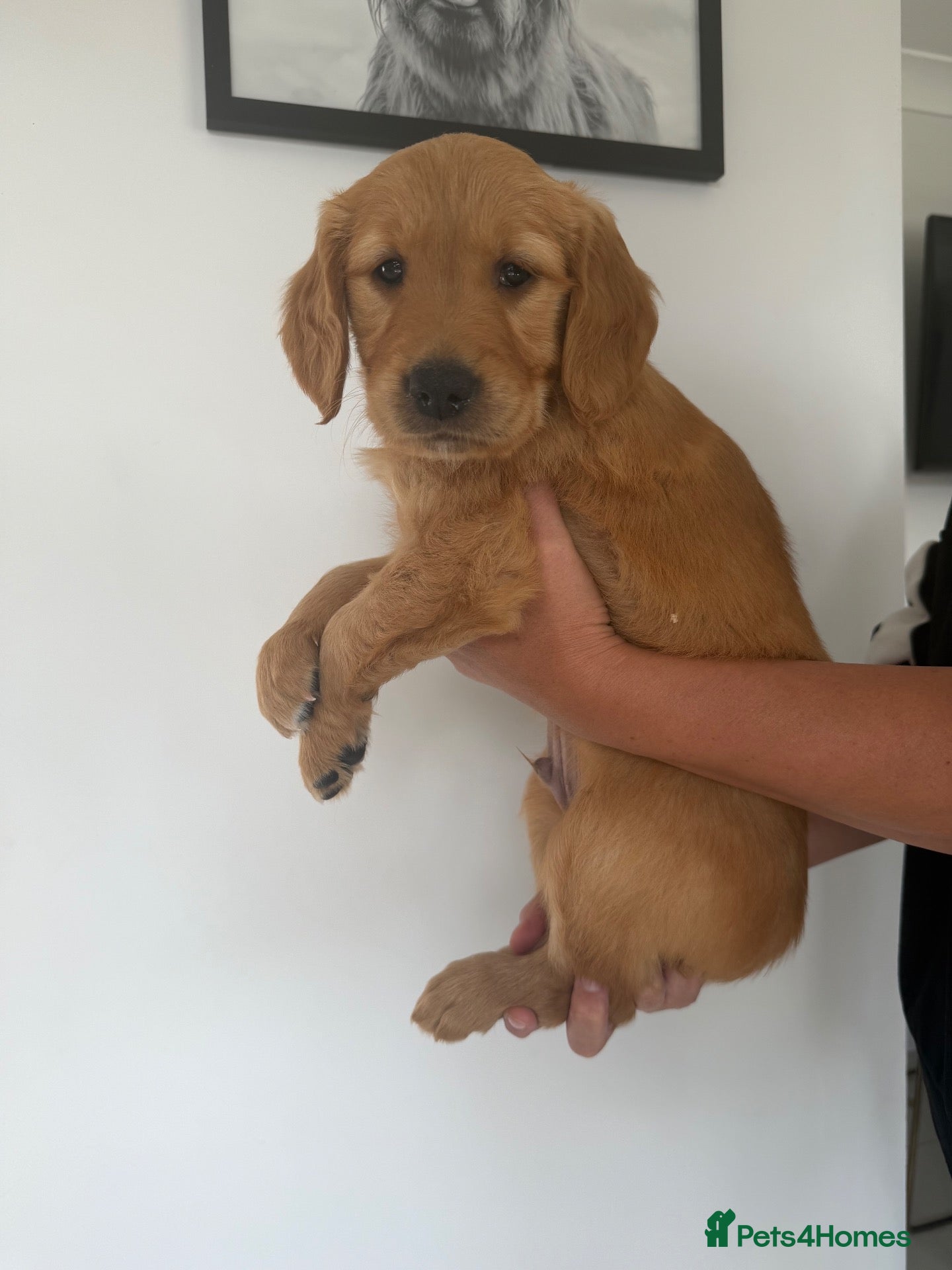 Golden Retriever dogs Dark Working retriever puppies  - Advert 2