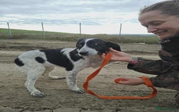 Mixed Breed dogs for adoption: Pumpkin - North Walsham Norfolk  - Image 2