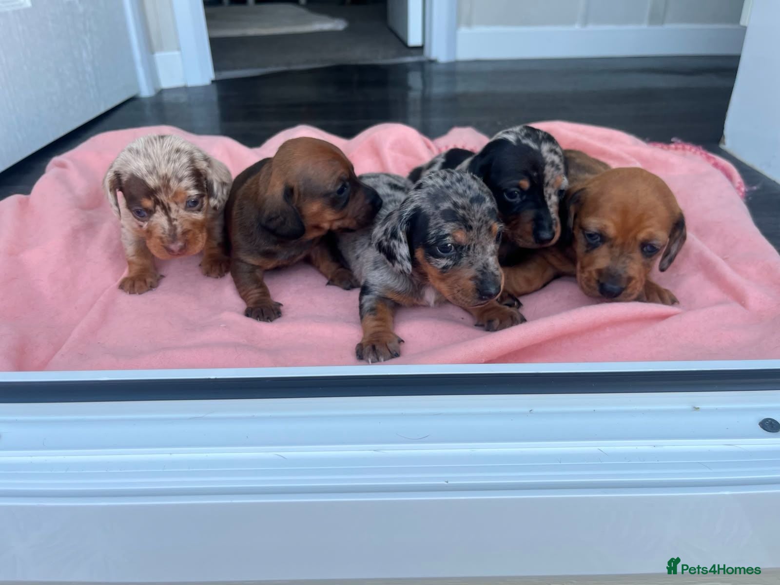 Miniature Dachshund dogs 5 Mini Dachshund Puppies  - Advert 1