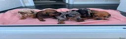 Miniature Dachshund dogs for sale: 5 Mini Dachshund Puppies  - Advert 1