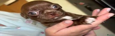 Chihuahua 3
