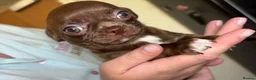Chihuahua dogs for sale: Mrs McNally  - Advert 17
