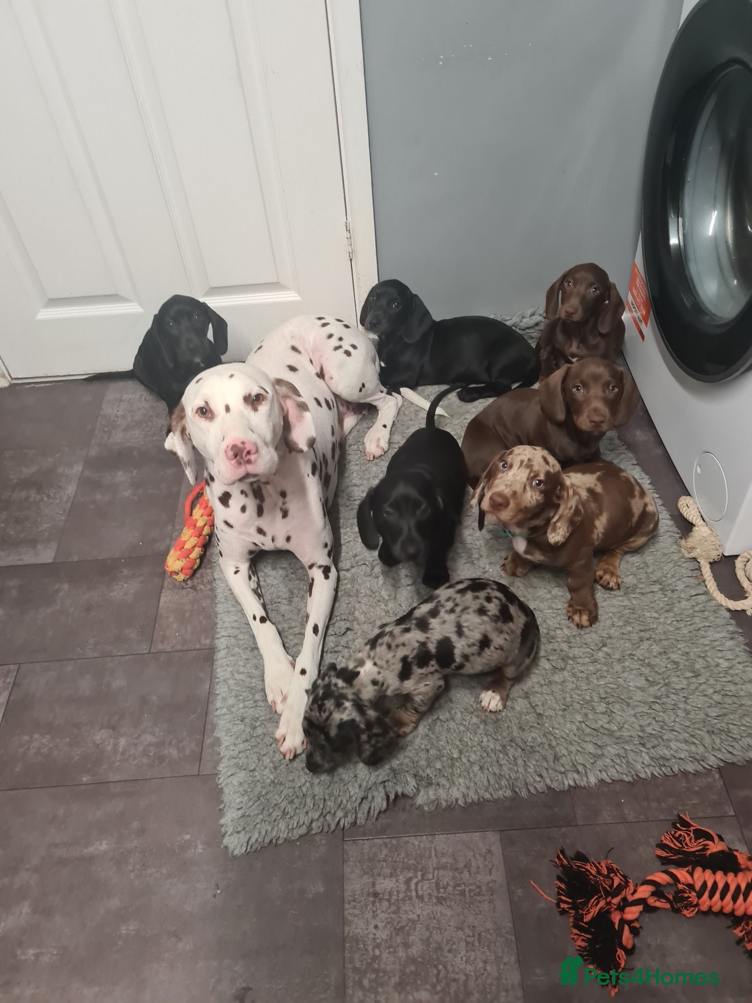 Mixed Breed dogs Dalmatian cross Dachshund puppies - Advert 1