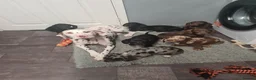 Mixed Breed dogs for sale: Dalmatian cross Dachshund puppies - Advert 3
