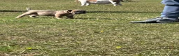 Olde English Bulldogge dogs for sale: Olde English bulldoggie  puppy’s 🎀 - Advert 4