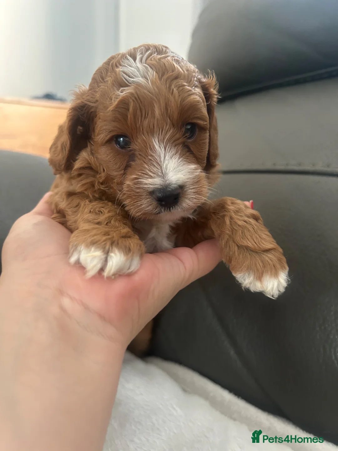 Cavapoo dogs for sale:  cavapoos f1b toy!!!  - Advert 2