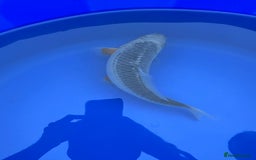 Koi Carp fish for sale: Asagi koi carp  - Image 4