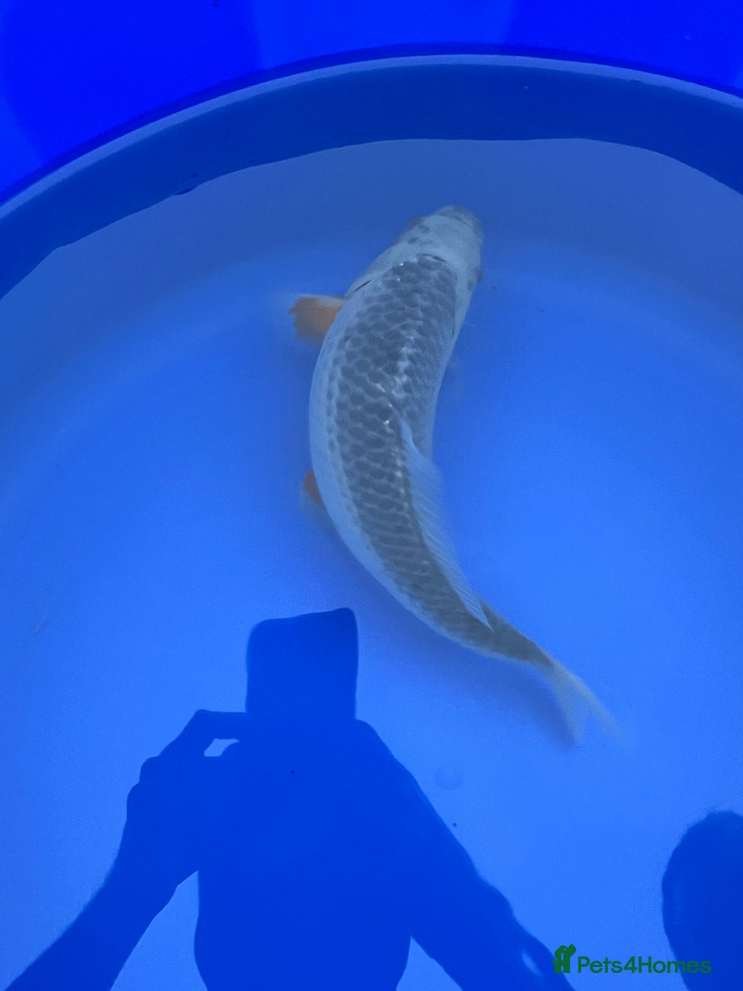 Koi Carp fish for sale: Asagi koi carp  - Image 4