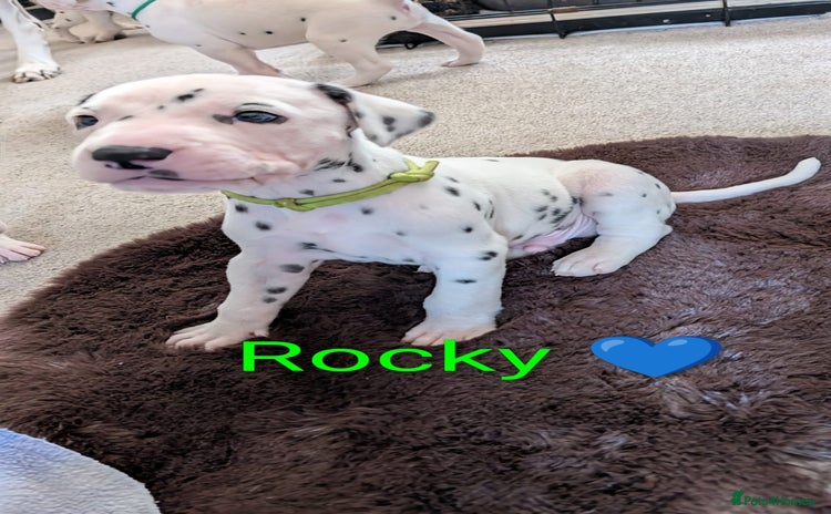 Dalmatian dogs KC registered Dalmatian puppies - Advert 3