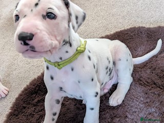 Dalmatian dogs KC registered Dalmatian puppies - Advert 2