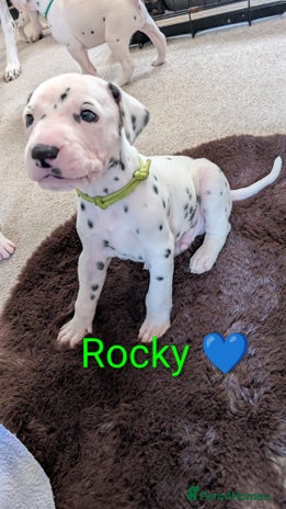 Dalmatian dogs KC registered Dalmatian puppies - Advert 3