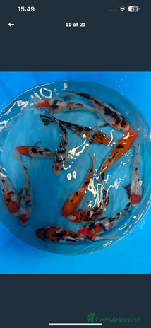 Koi Carp fish in Warminster - Advert 9