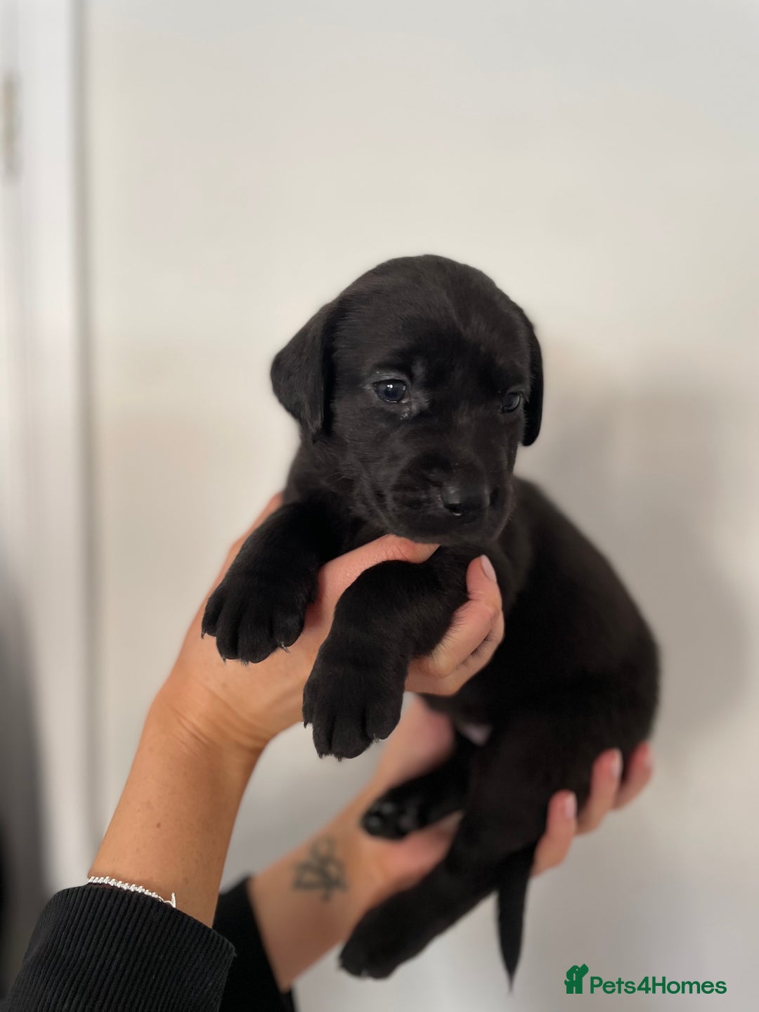 Labrador Retriever dogs for sale:  🐾Gorgeous BLack Labrador Puppies 🐾 - Advert 17