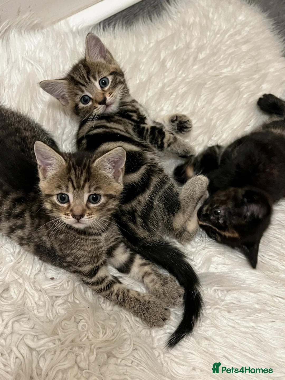 Mixed Breed cats for sale: Kittens for sale🐈‍⬛🐈 - Advert 1