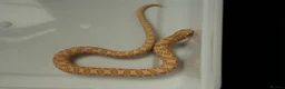 Snake reptiles for sale: 2026 Juvenile Arctic Hognose Snakes in Plymouth - Advert 5