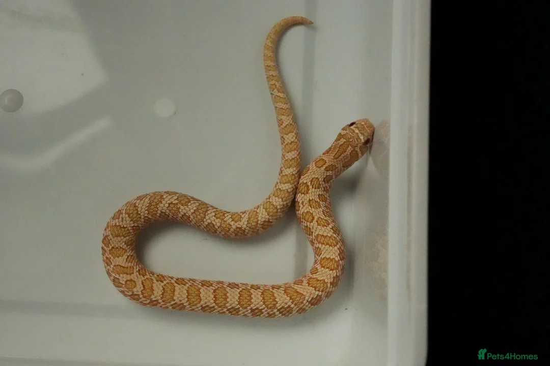 Snake reptiles for sale: 2026 Juvenile Arctic Hognose Snakes in Plymouth - Advert 5