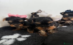 Yorkshire Terrier dogs for sale: Yorkshire Terrier Puppy 5 - 6 beautiful Yorkshire terriers  - Image 4