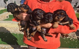 Cocker Spaniel dogs for sale: Cocker spaniel puppies  - Image 1