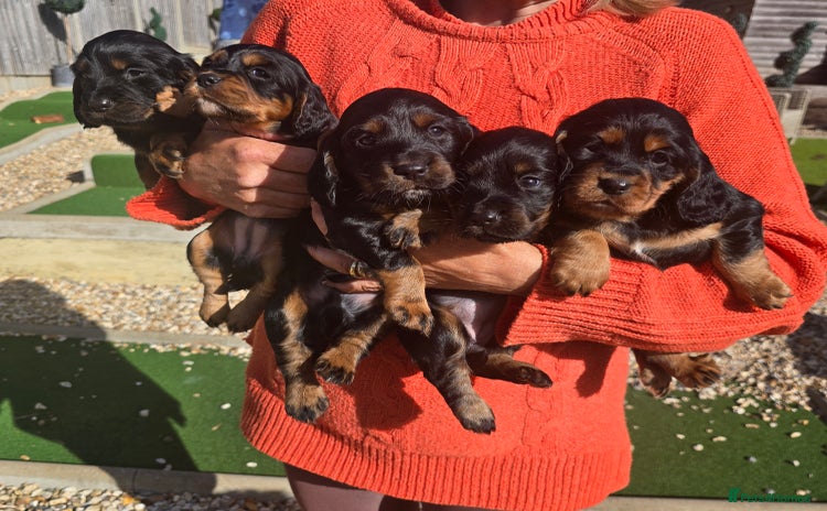 Cocker Spaniel dogs - Advert 15