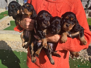 Cocker Spaniel dogs - Advert 24