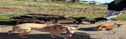 Mixed Breed dogs for adoption: Ivy - Norwich Norfolk  in Norwich - Advert 11