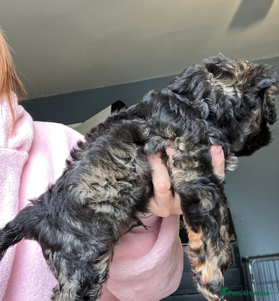 Cavapoo dogs for sale: Male Cavapoo from health tested parents  - Advert 3