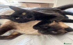 Domestic Shorthair cats for sale: Cute cat to be rehomed  - Image 1