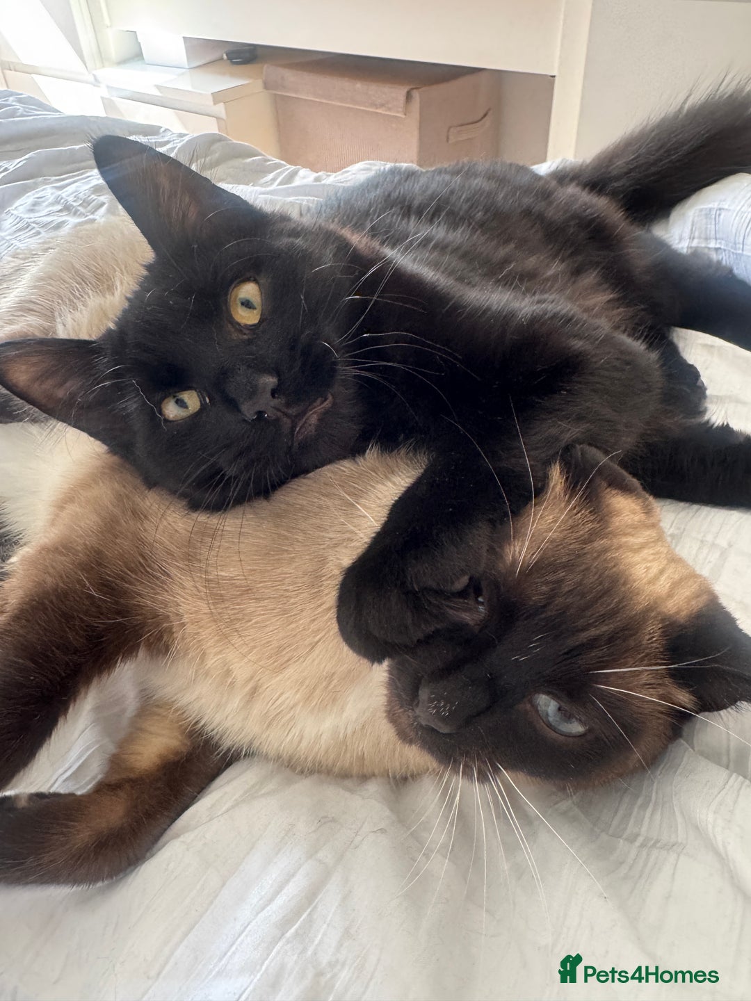 Domestic Shorthair cats for sale: Cute cat to be rehomed  - Image 1